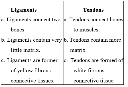 Tissues differences between ligaments and tendons.
