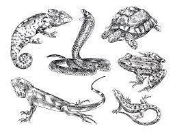 Diversity In Living Organisms Class: Reptiles (creeping or crawling animals)