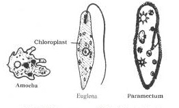 Diversity In Living Organisms Kingdom Protista