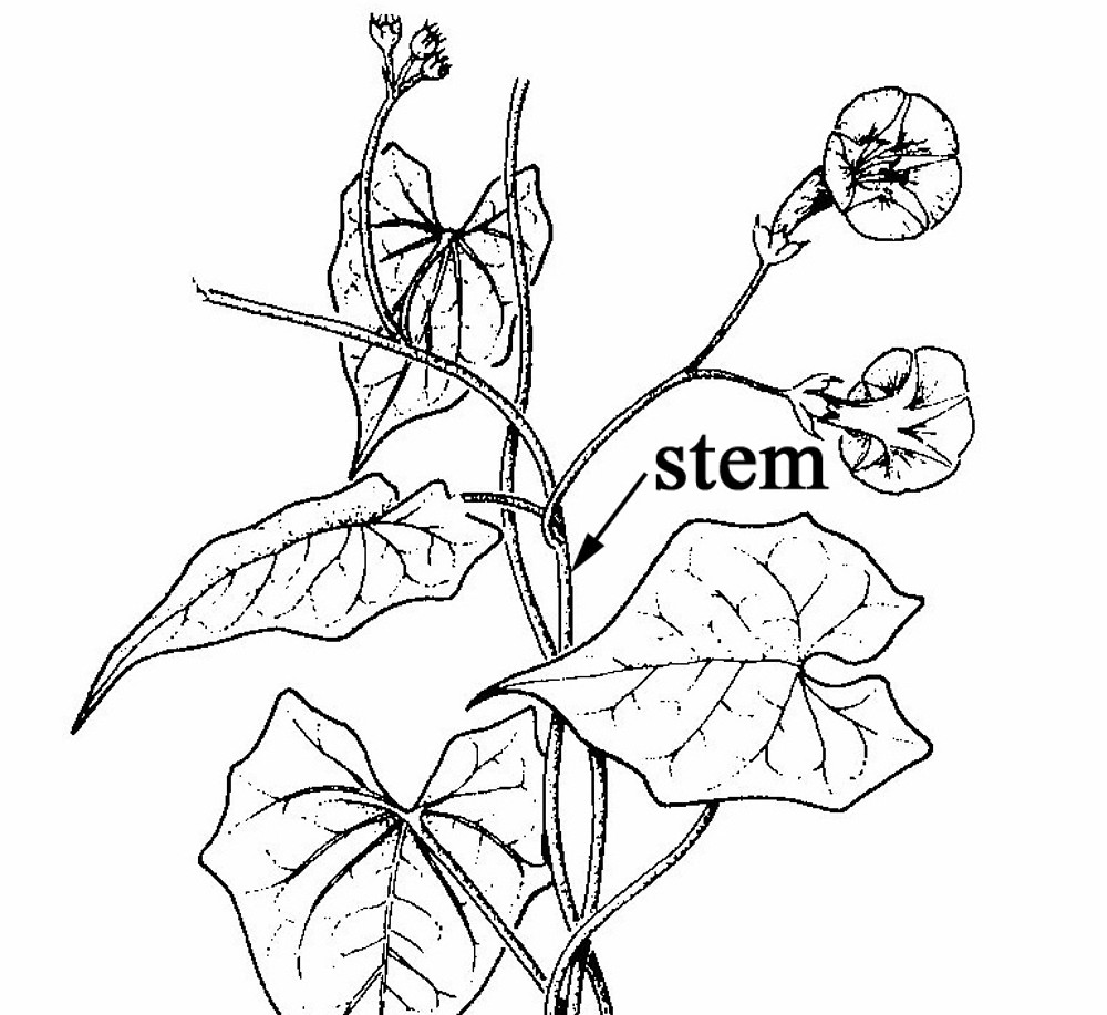 Diversity In Living Organisms Dicots - Ipomoea
