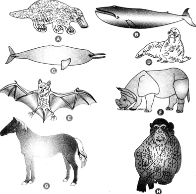 Diversity In Living Organisms Class : Mammalia(mammals):