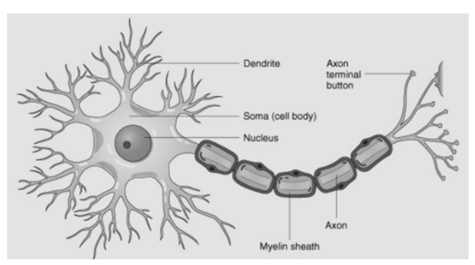 neuron