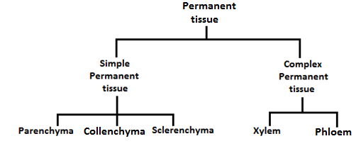 plant tissue 