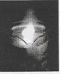 reaction of sodium with water