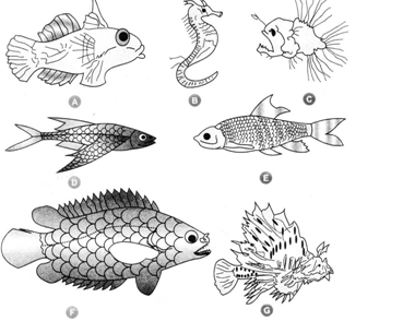 Diversity In Living Organisms Class : Pisces