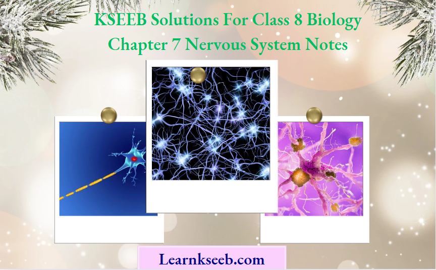 KSEEB Solutions For Class 8 Biology Chapter 7 Nervous System Notes