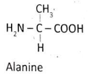 Biomolecules Alanine