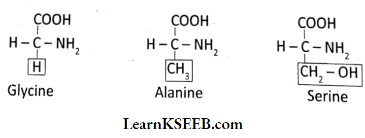 Biomolecules Amino Acids
