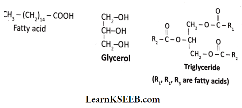 Biomolecules Fats