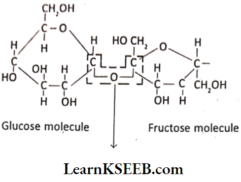 Biomolecules Glycosidic Bond