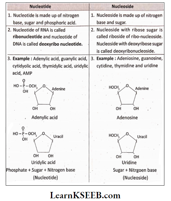 Biomolecules Nucleotide And Nucleoside