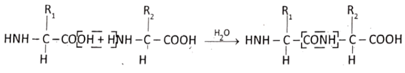 Biomolecules Peptide Bond
