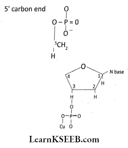 Biomolecules Phospho Diester Bond