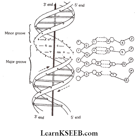 Biomolecules Watson And Cricks Double Helix Model Of DNA