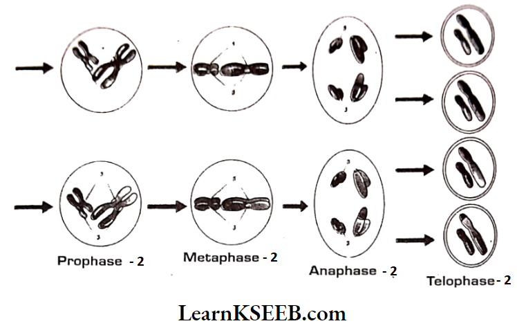 Cell Cycle And Cell Division Stage Of Meiosis 2