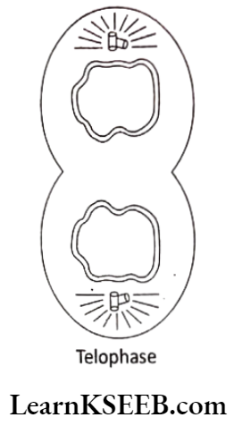 Cell Cycle And Cell Division Telophase