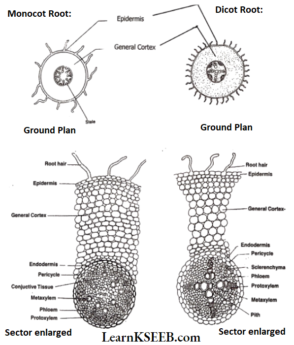 Histology And Anatomy Of Flowering Plants Dicot And Root And Stem And Monocot And Root And Stem