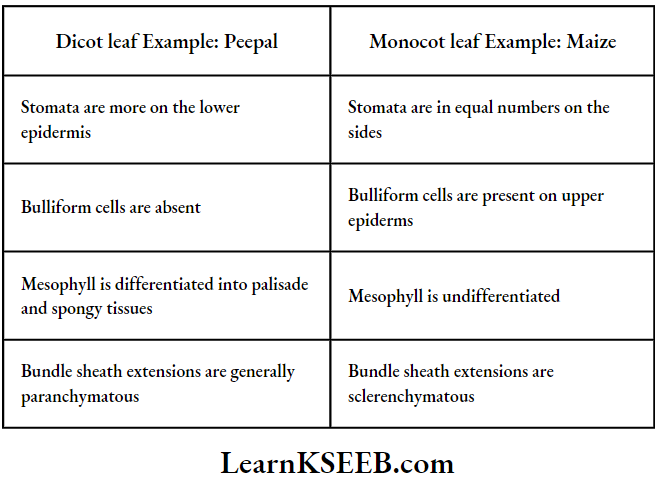 Histology And Anatomy Of Flowering Plants Dicot Leaf And Monocot Leaf