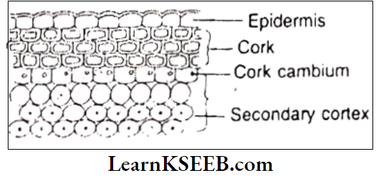 Histology And Anatomy Of Flowering Plants Formation Of Periderm
