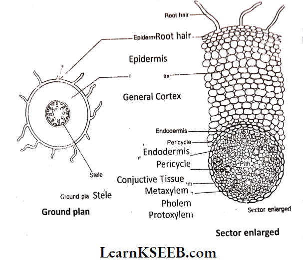 Histology And Anatomy Of Flowering Plants Ground Plan And Sector Enlarged