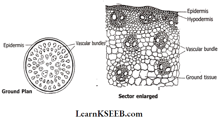 Histology And Anatomy Of Flowering Plants Ground Plan And Sector Plan