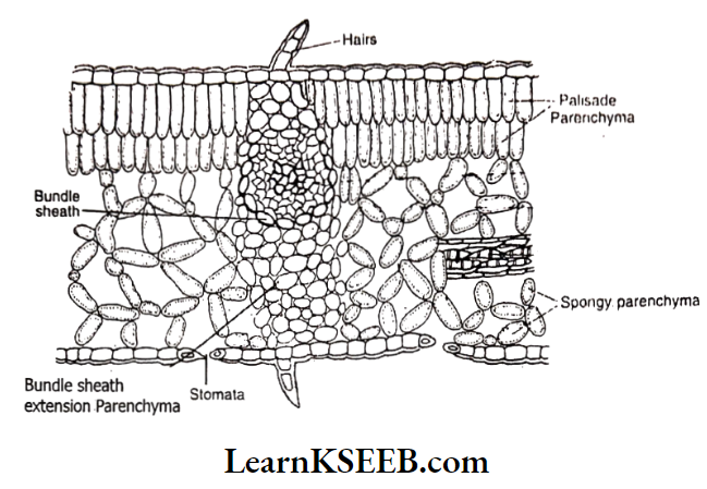 Histology And Anatomy Of Flowering Plants Internal Structure Of Dicot Leaf