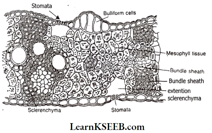 Histology And Anatomy Of Flowering Plants Internal Structure Of Monocot Leaf