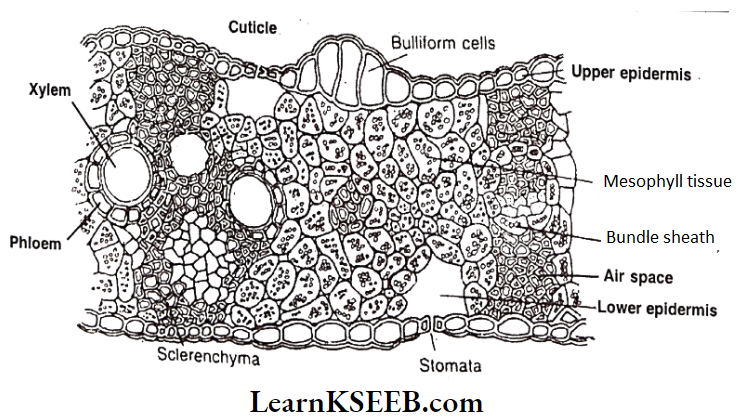 Histology And Anatomy Of Flowering Plants Internal Structure Of Monocot Leaf