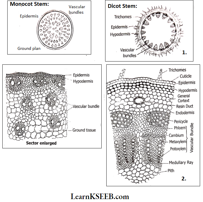 Histology And Anatomy Of Flowering Plants Internal Structure Of Primary Dicot Stem
