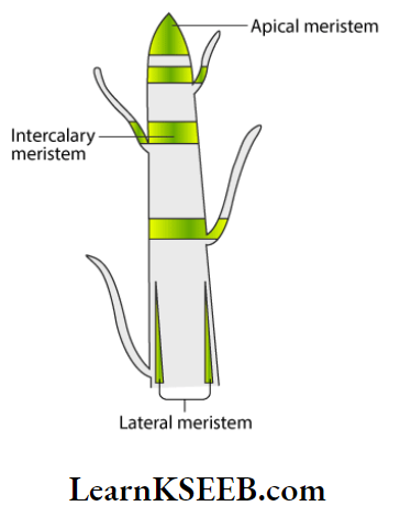 Histology And Anatomy Of Flowering Plants L.S. Of Plant Axis