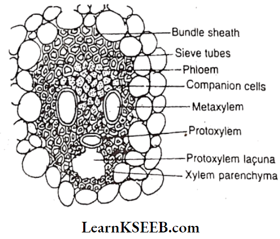 Histology And Anatomy Of Flowering Plants Phloem Parenchyma