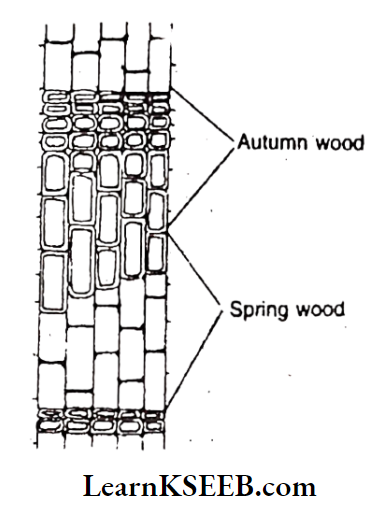 Histology And Anatomy Of Flowering Plants Secondary Xylem In An Annual Ring