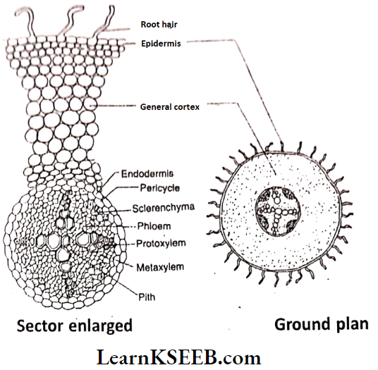 Histology And Anatomy Of Flowering Plants Sector Enlarged And Ground Plan