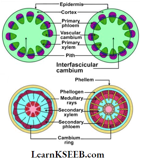 Histology And Anatomy Of Flowering Plants Stages Of Secondary Growth In Dicot Stem