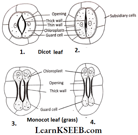 Histology And Anatomy Of Flowering Plants Stomata Of Dicot Leaf And Monocot Leaf