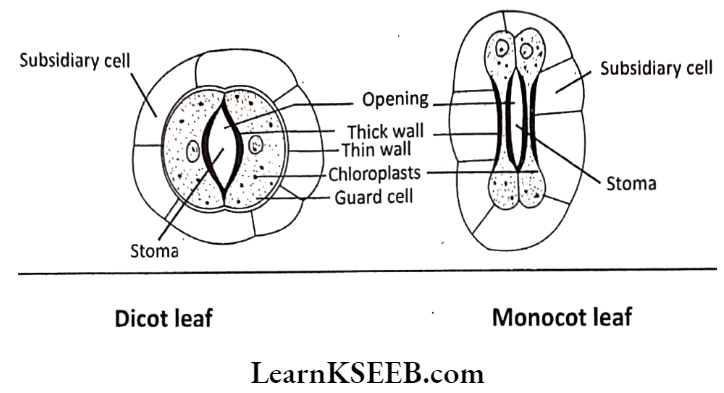 Histology And Anatomy Of Flowering Plants Stomatal Of Dicot Leaf And Monocot Leaf