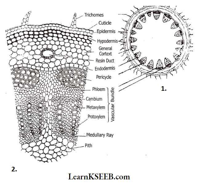 Histology And Anatomy Of Flowering Plants TS Of A Dicot Stem