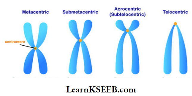 The Unit Of Life Chromosomes Types