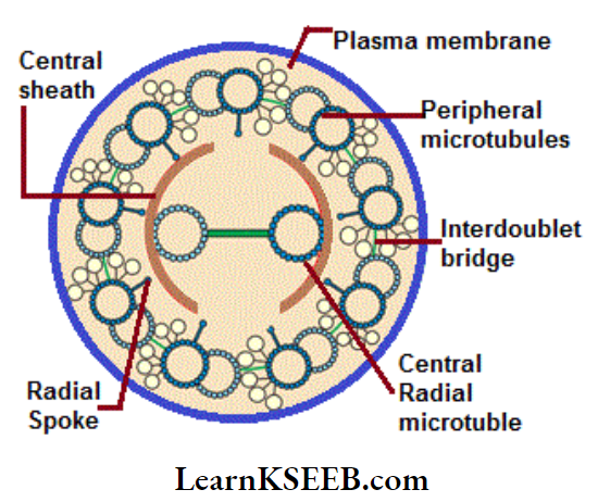 The Unit Of Life Diagrammatic Representation Of Internal Structure
