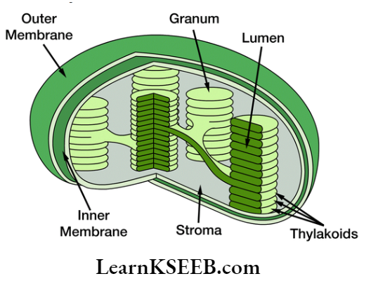 The Unit Of Life Sectional View Of Chloroplast