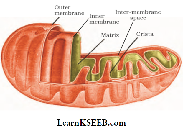 The Unit Of Life Structure Of Mitochondrion Longitudinal Section