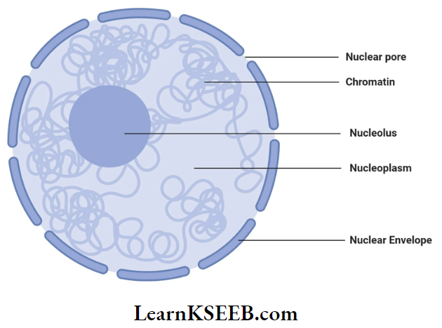 The Unit Of Life Structure Of Nucleus