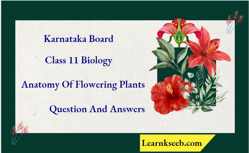 Karnataka Board Class 11 Biology Anatomy Of Flowering Plants Question And Answers